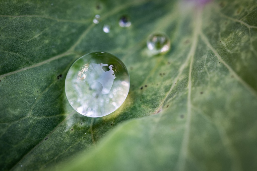 Water droplet on a leaf